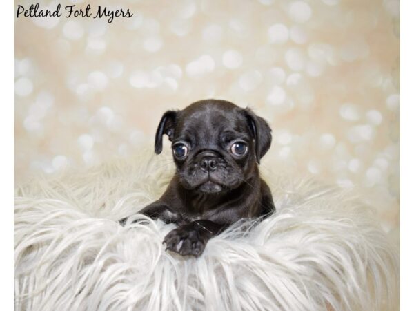 Pug DOG Female Black 19977 Petland Fort Myers, Florida