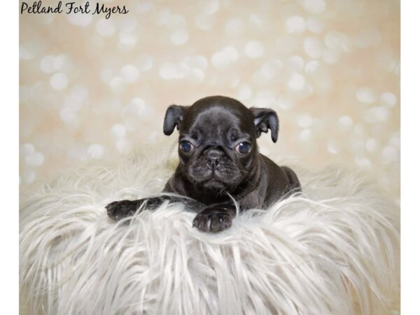 Pug DOG Female Black 19976 Petland Fort Myers, Florida