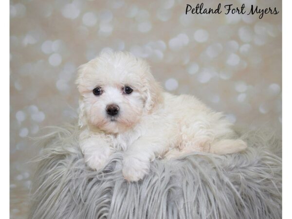 Teddy Bear DOG Male Cream White 20003 Petland Fort Myers, Florida