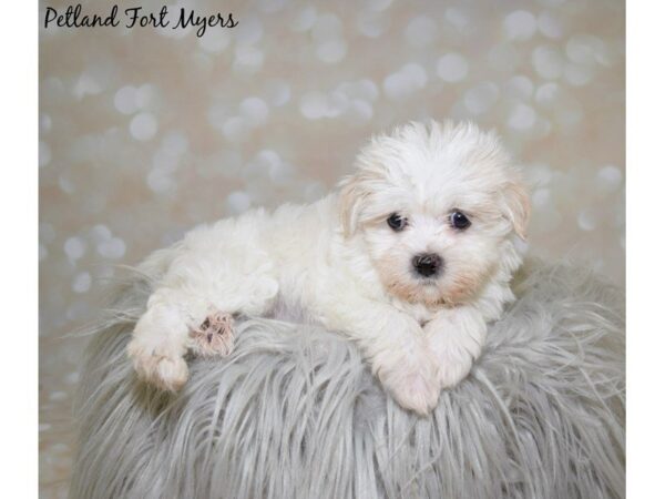 Teddy Bear DOG Female Cream White 20002 Petland Fort Myers, Florida