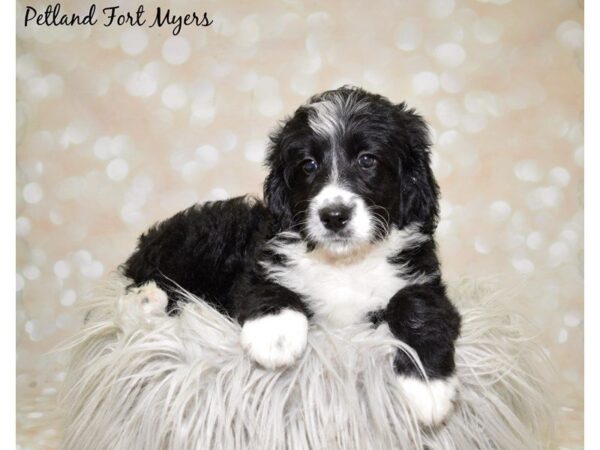 BernieDoodle DOG Female Black & White 20000 Petland Fort Myers, Florida