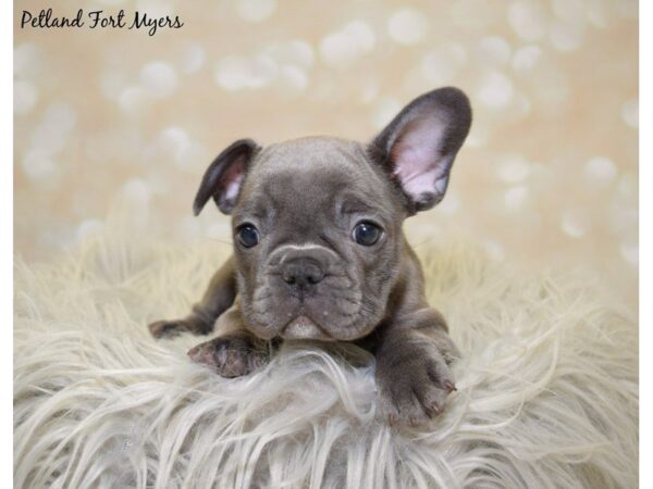 French Bulldog DOG Male Blue 19996 Petland Fort Myers, Florida