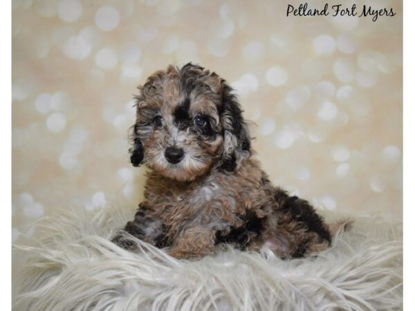 Poodle DOG Male Blue Merle 19994 Petland Fort Myers, Florida