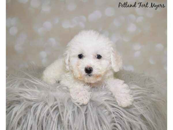 Bichon Frise-DOG-Female-White-19993-Petland Fort Myers, Florida