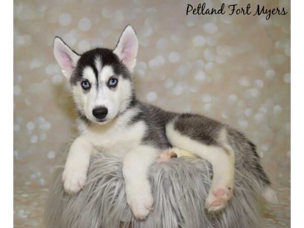 Siberian Husky DOG Male Black & White 19981 Petland Fort Myers, Florida