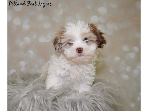 Shih-Poo (Shih Tzu/Poodle)-DOG-Male-Chocolate & White-19965-Petland Fort Myers, Florida