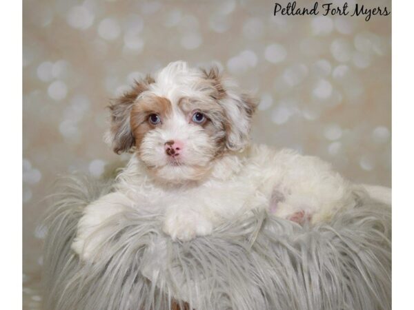 Shih-Poo (Shih Tzu/Poodle)-DOG-Male-White & Chocolate-19964-Petland Fort Myers, Florida