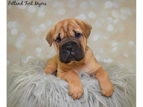 Ori Pei DOG Female Fawn 19932 Petland Fort Myers, Florida