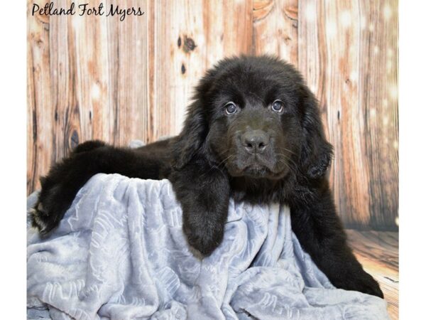 Newfoundland DOG Female Black 20036 Petland Fort Myers, Florida