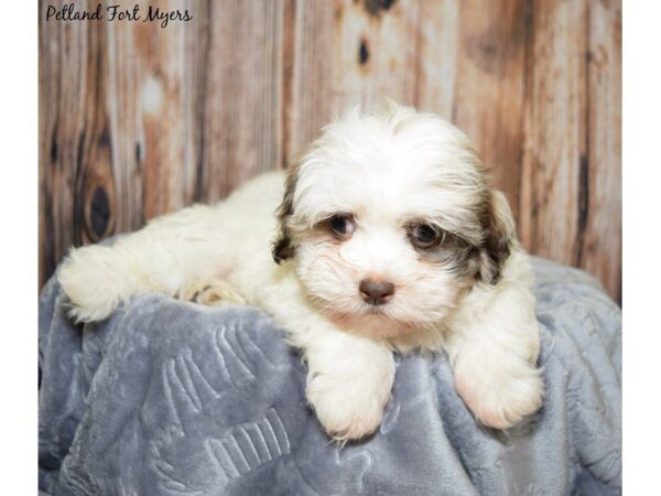 Havanese DOG Male Brown White 20035 Petland Fort Myers, Florida