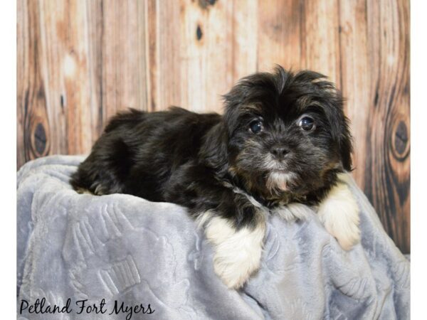 Havanese DOG Female Black White 20034 Petland Fort Myers, Florida