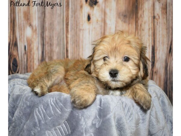 Morkie (Maltese/Yorkshire Terrier)-DOG-Male-Beige-20033-Petland Fort Myers, Florida