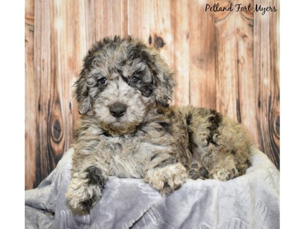 2nd Generation Mini Goldendoodle DOG Female Blue Merle 20032 Petland Fort Myers, Florida