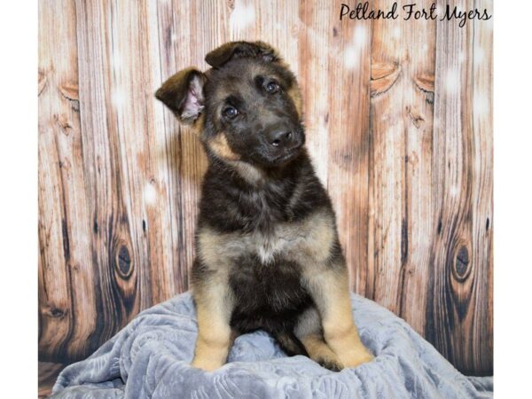 German Shepherd DOG Female Black & Tan 20031 Petland Fort Myers, Florida