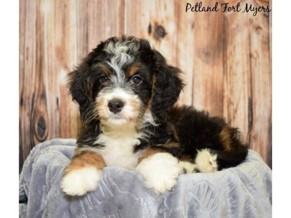 Bernese Mountain Dog / Poodle DOG Female Phantom 20028 Petland Fort Myers, Florida