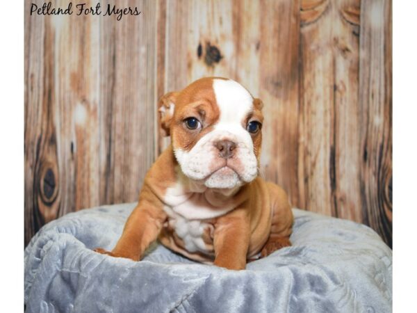 English Bulldog DOG Female Brown & White 20027 Petland Fort Myers, Florida