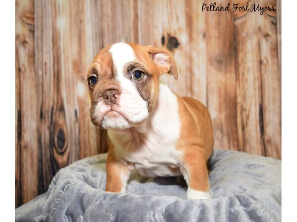 English Bulldog DOG Male Brown & White 20026 Petland Fort Myers, Florida