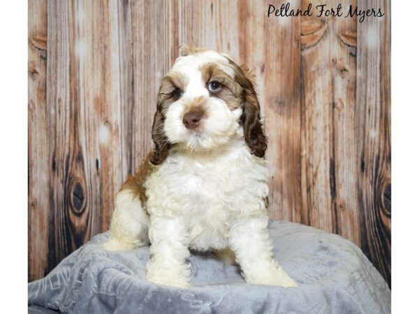 Cocker Spaniel / Poodle-DOG-Female-Brown & White-20024-Petland Fort Myers, Florida