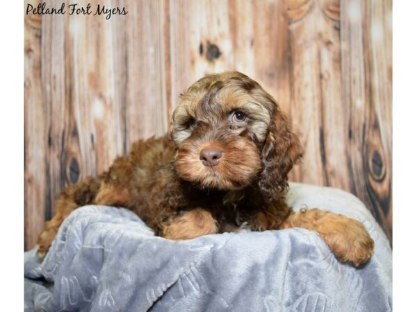 Cocker Spaniel / Poodle DOG Female Black & Tan 20023 Petland Fort Myers, Florida