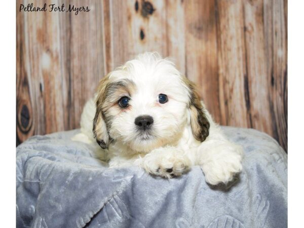 Lhasa Apso/Bichon Frise DOG Male Brown & White 20022 Petland Fort Myers, Florida