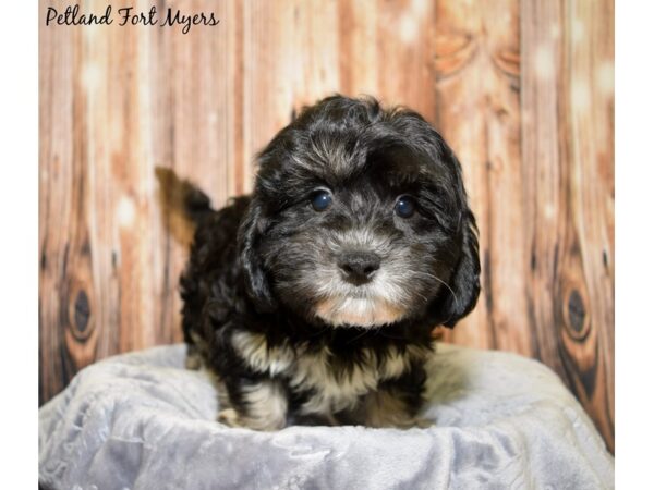 Lhasa Apso/Bichon Frise DOG Female Black & White 20021 Petland Fort Myers, Florida