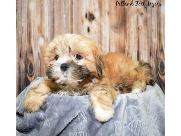 Lhasa Apso DOG Male Golden 20020 Petland Fort Myers, Florida