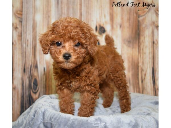 Toy Poodle DOG Female Red 20019 Petland Fort Myers, Florida