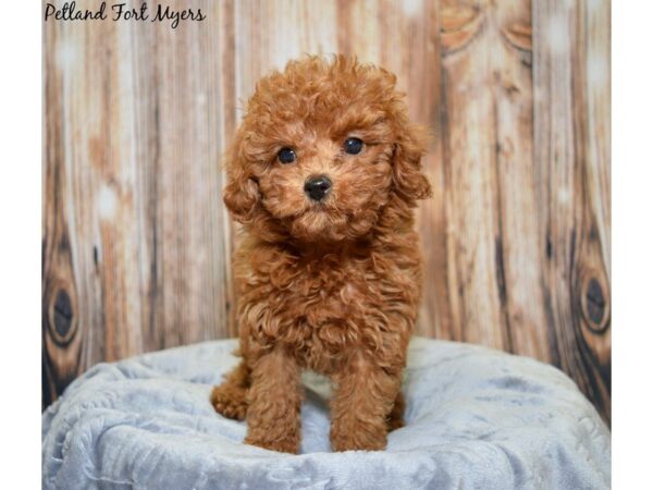 Toy Poodle DOG Male Red 20018 Petland Fort Myers, Florida