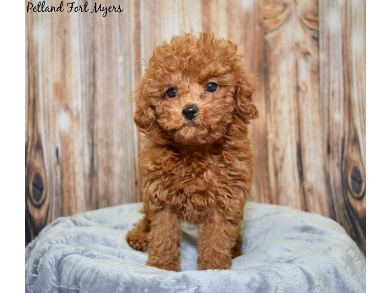 Toy Poodle Puppy Red Id 20018 Located