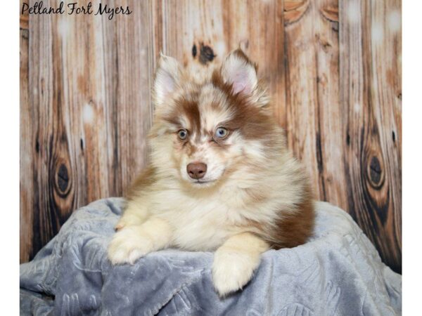 Pomeranian/Siberian Husky-DOG-Male-Chocolate Merle-20016-Petland Fort Myers, Florida