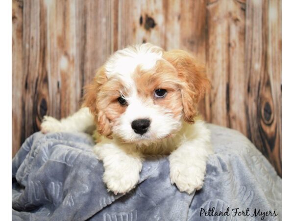 Cavachon (Cavalier/Bichon)-DOG-Male-Blenheim-20013-Petland Fort Myers, Florida