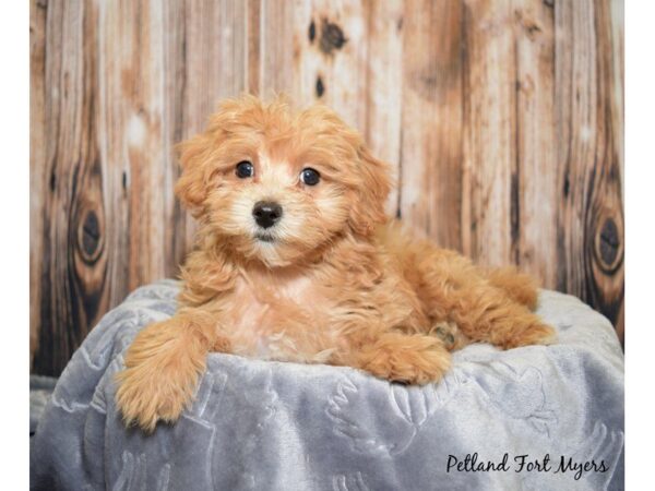 Maltipoo (Maltese/Poodle)-DOG-Male-Apricot-20011-Petland Fort Myers, Florida