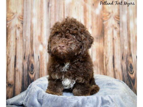 Hava Poo DOG Male Chocolate & Tan 20010 Petland Fort Myers, Florida