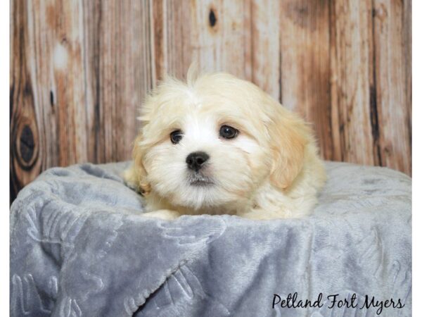 Bichon Frise/Shih Tzu-DOG-Male-Apricot-20008-Petland Fort Myers, Florida