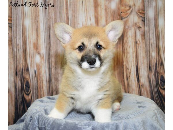 Pembroke Welsh Corgi DOG Female Red, White Markings 20007 Petland Fort Myers, Florida