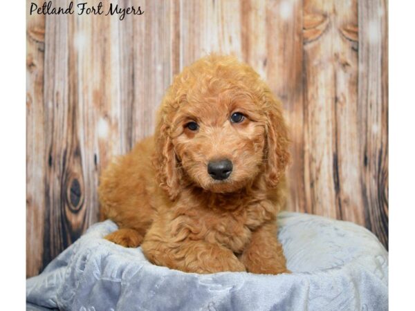 Goldendoodle 2nd Gen DOG Female Red 20006 Petland Fort Myers, Florida