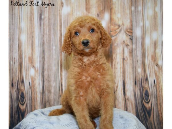 Goldendoodle 2nd Gen-DOG-Female-Red-20005-Petland Fort Myers, Florida