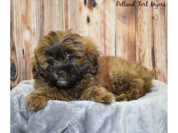 Shih-Poo (Shih Tzu/Poodle) DOG Male Black Sable 20004 Petland Fort Myers, Florida