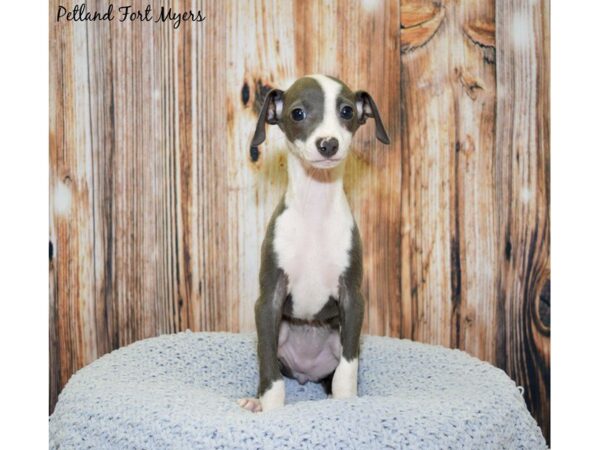 Italian Greyhound DOG Female Blue Merle 20050 Petland Fort Myers, Florida