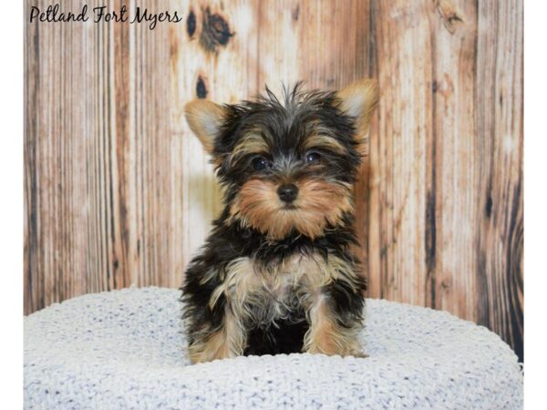 Yorkshire Terrier DOG Female Black & Tan 20049 Petland Fort Myers, Florida