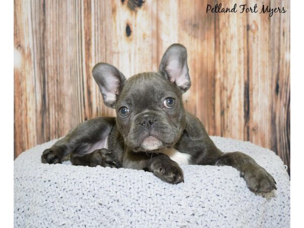 French Bulldog DOG Male Blue 20048 Petland Fort Myers, Florida