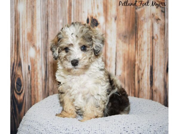 Miniature Poodle / Soft Coated Wheaton Terrier-DOG-Male-Merle-20047-Petland Fort Myers, Florida