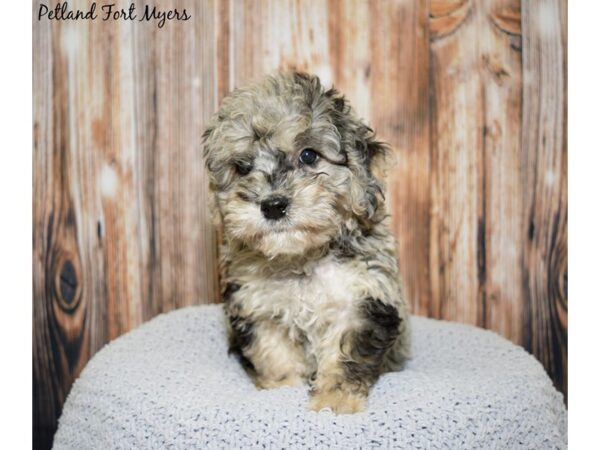 Miniature Poodle / Soft Coated Wheaton Terrier-DOG-Male-Blue Merle-20046-Petland Fort Myers, Florida