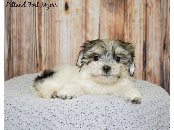 Morkie (Maltese/Yorkshire Terrier) DOG Female White & Red Sable, Prti 20045 Petland Fort Myers, Florida