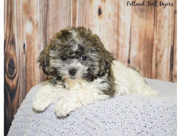 Bichon Frise/Shih Tzu DOG Female White & Gold, Prti 20044 Petland Fort Myers, Florida