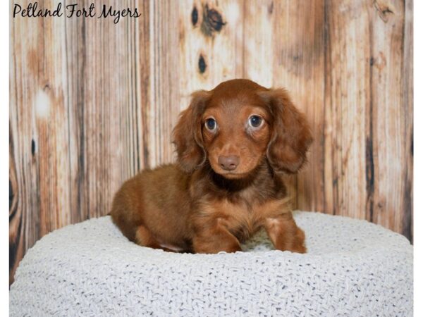 Dachshund DOG Male Choclate/Tan 20043 Petland Fort Myers, Florida