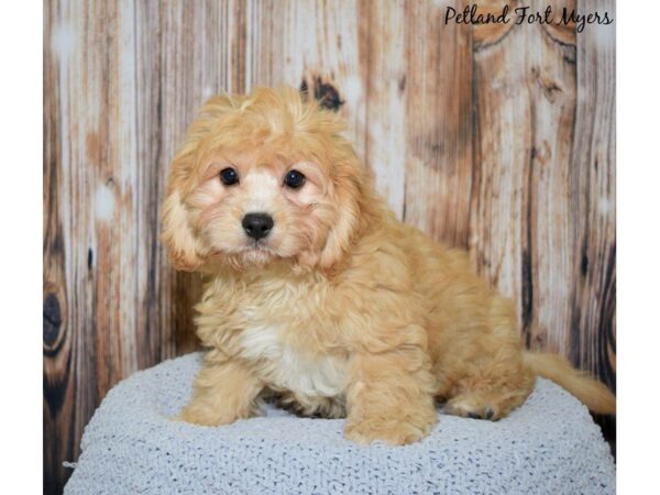 Cavachon (Cavalier/Bichon) DOG Male Apricot 20042 Petland Fort Myers, Florida