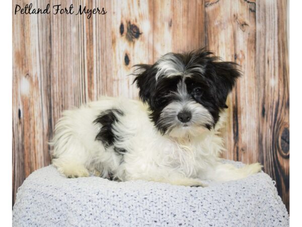 Havanese DOG Male Black/White/Parti 20041 Petland Fort Myers, Florida