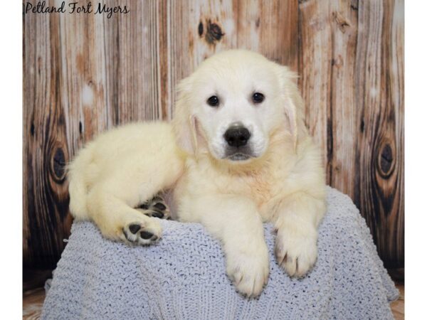 Golden Retriever DOG Male English Creme 20040 Petland Fort Myers, Florida