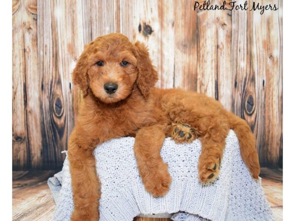 Goldendoodle 2nd Gen DOG Male Red 20039 Petland Fort Myers, Florida